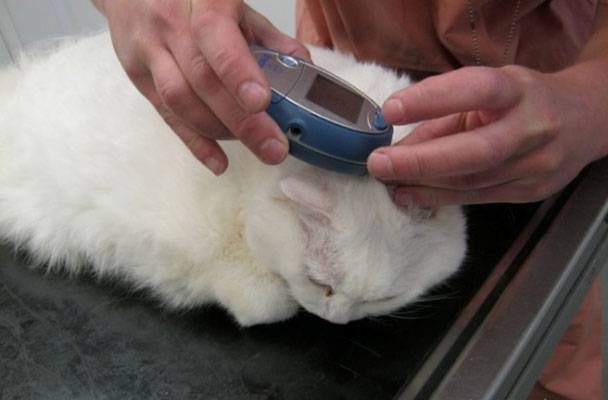Сахарный диабет у кошек: симптомы и лечениесахарный диабет у кошек: симптомы и лечение ⋆ лечение кошек в домашних условиях