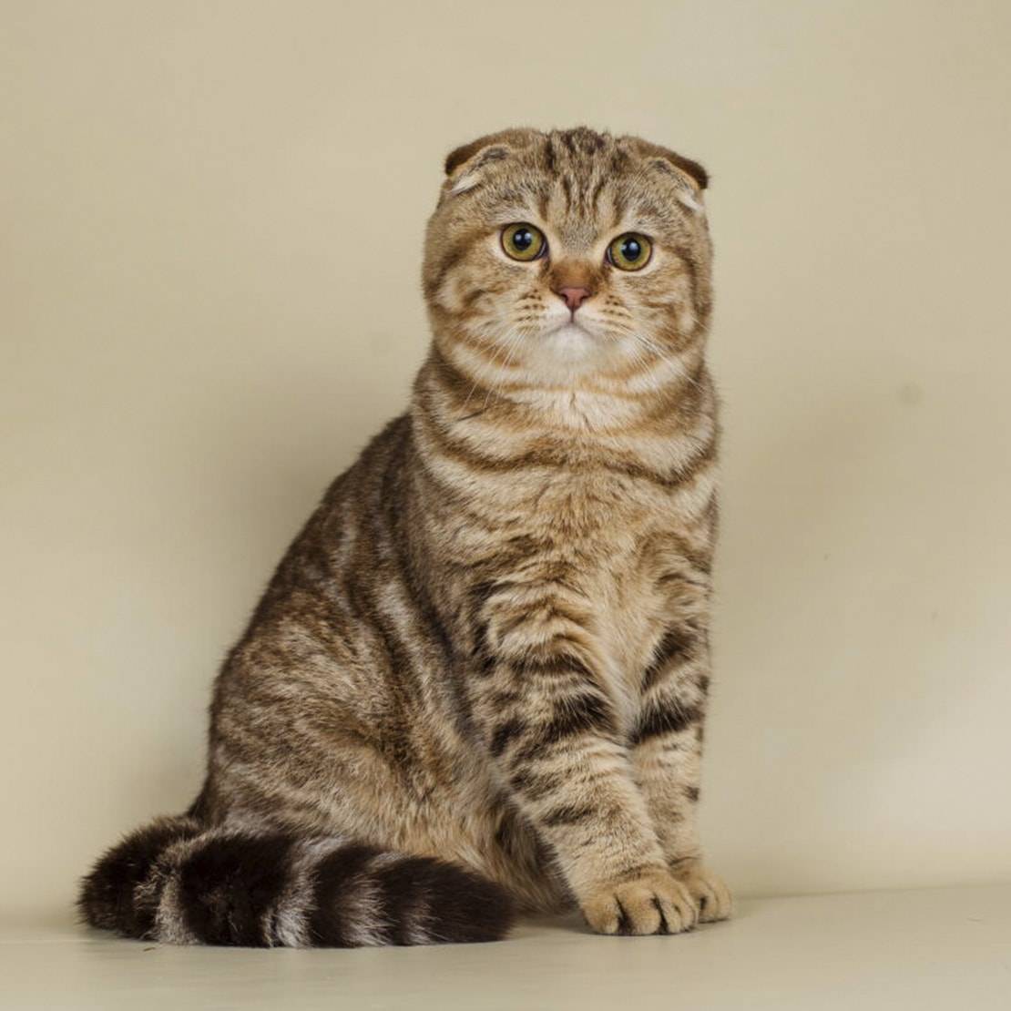 Кошка шотландская вислоухая: фото, цена, описание породы, характер