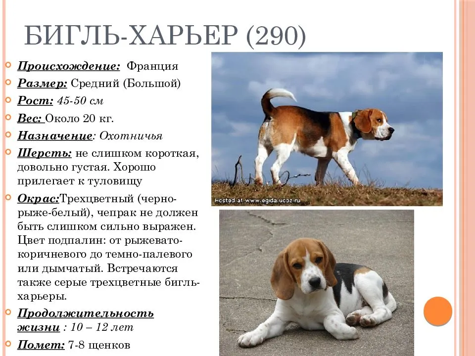 Бигль: предназначение породы, характер, продолжительность жизни