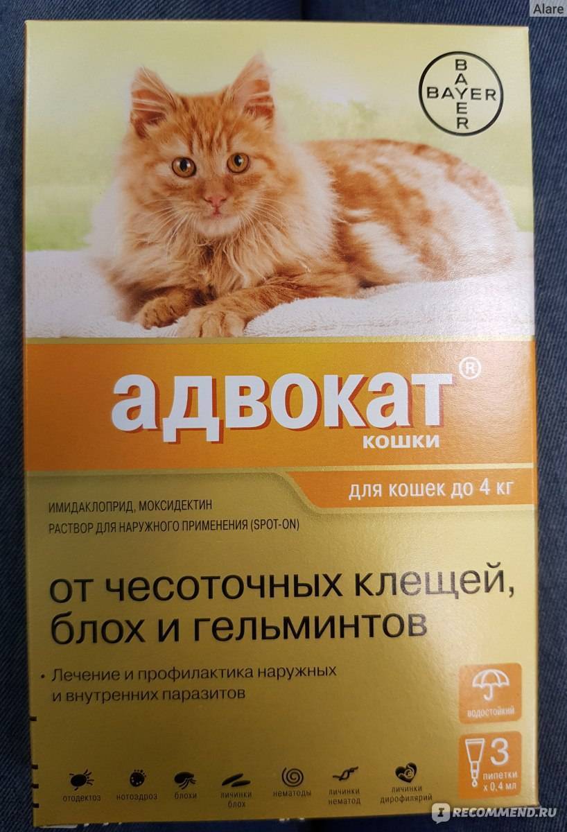 Инструкция по применению препарата «адвокат»: капли на холку от блох, клещей, глистов и других паразитов для кошек