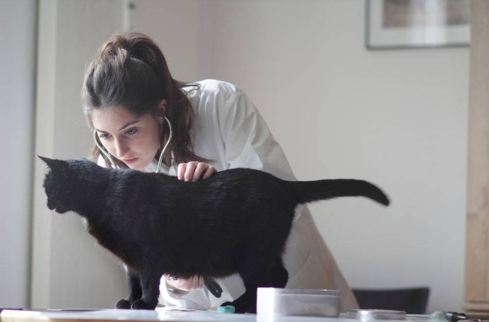 Кошка блюёт шерстью: причины, симптомы, способы лечения, профилактика