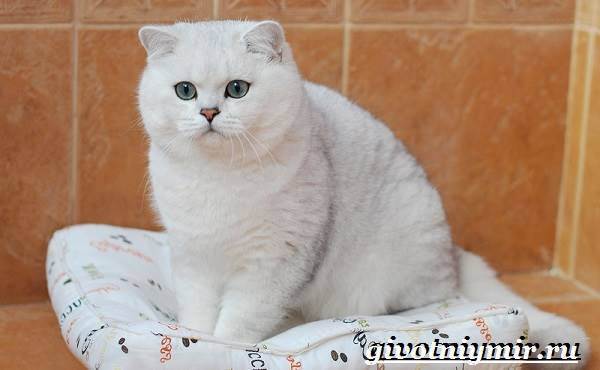 Благородная порода кошек -золотистая шиншилла