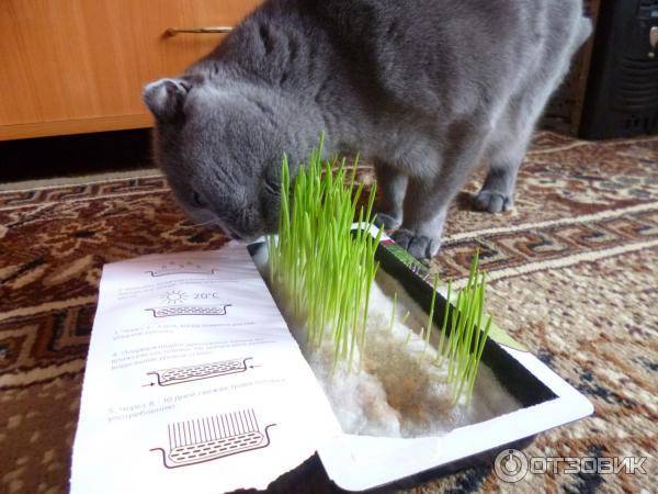 Как вырастить траву для своих животных? трава для кошек от авитаминоза. как посадить дома любимую траву для кошек