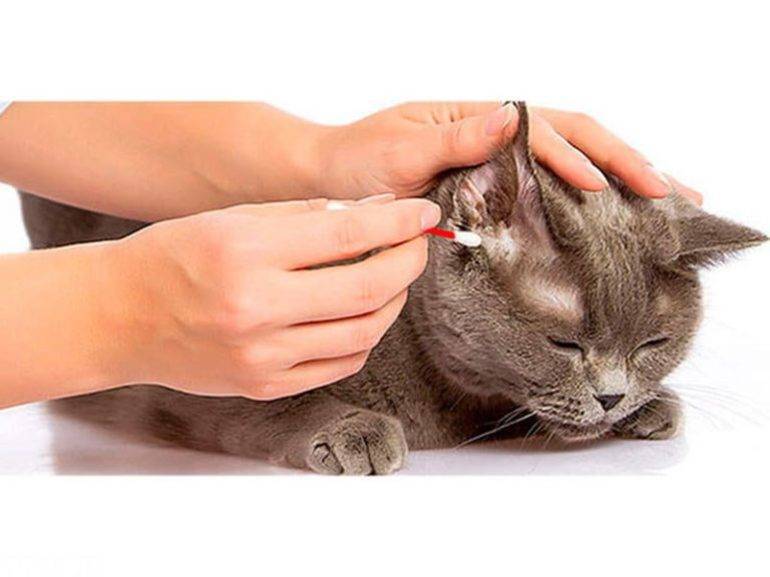 Как быть, если ваш кот глухой? — обсуждение в группе "кошки" | птичка.ру