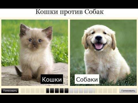 Кошка или собака, кого лучше выбрать фрилансеру? | kadrof.ru