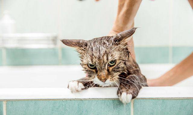 Варианты с какого возраста можно купать котят и как правильно это делать