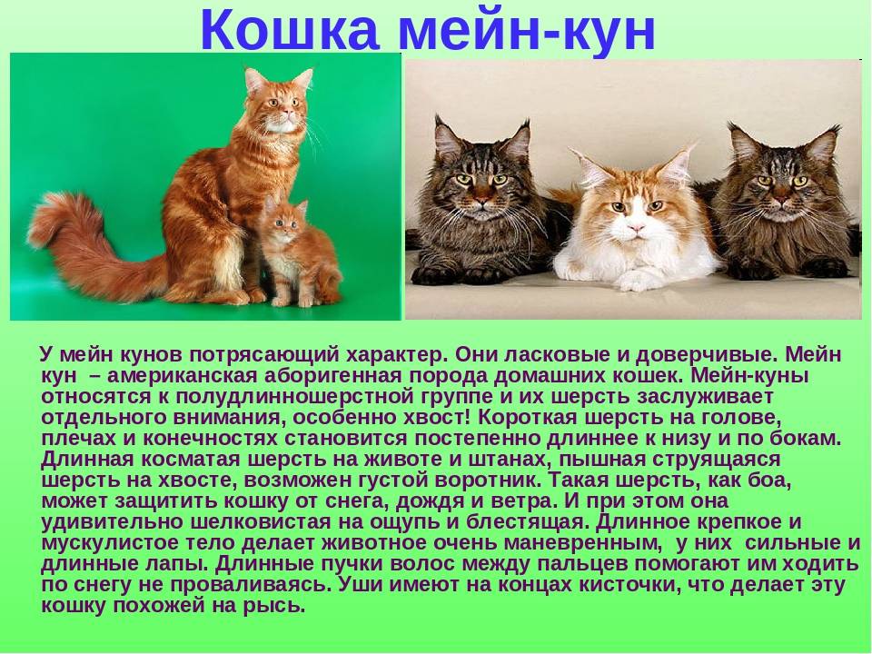 Пушистое солнце: породы рыжих котов :: syl.ru