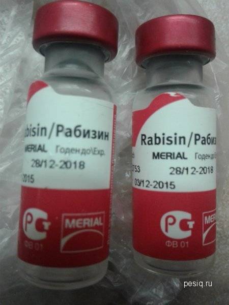 Рабизин для кошек — вакцина от бешенства. инструкция по применению рабизина кошкам (показания, противопоказания, схема)
