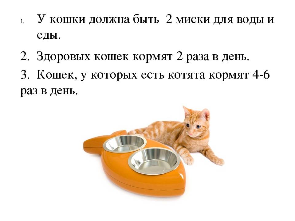 Как ухаживать за котом? как купать кота? как подстричь ногти коту? :: syl.ru