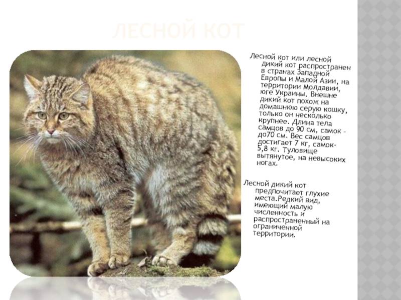 Амурский лесной кот (дальневосточный леопардовый кот) - окружающий мир вокруг нас