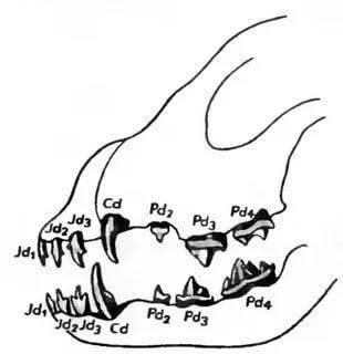 Название зубов у собаки схема