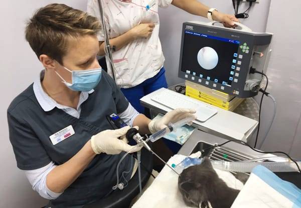 Стерилизация кошек лапароскопическим методом
