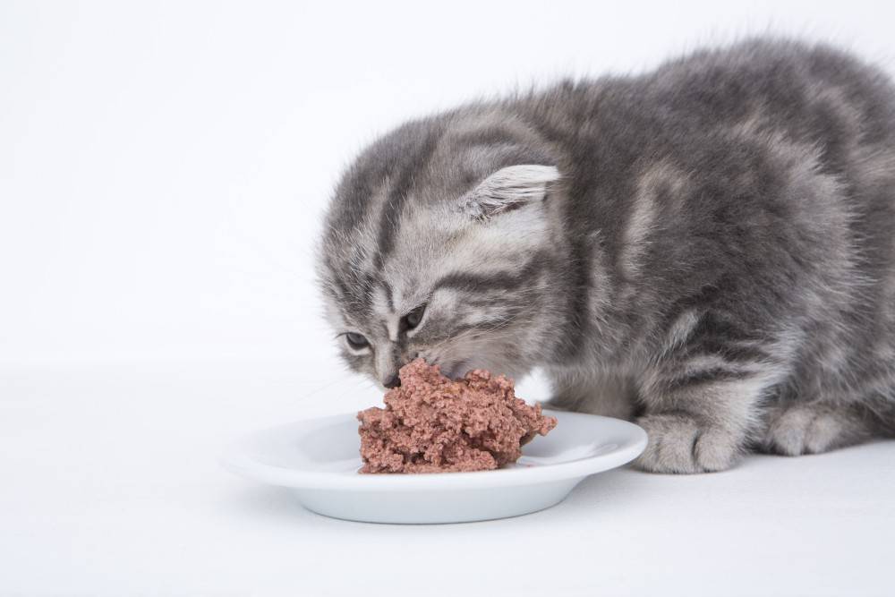 Почему кошки постоянно просят есть, орут, но никогда не наедаются