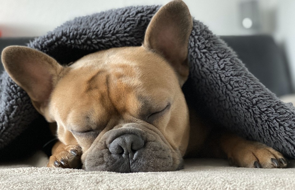 Породы собак для квартиры – как выбрать, советы и рекомендации