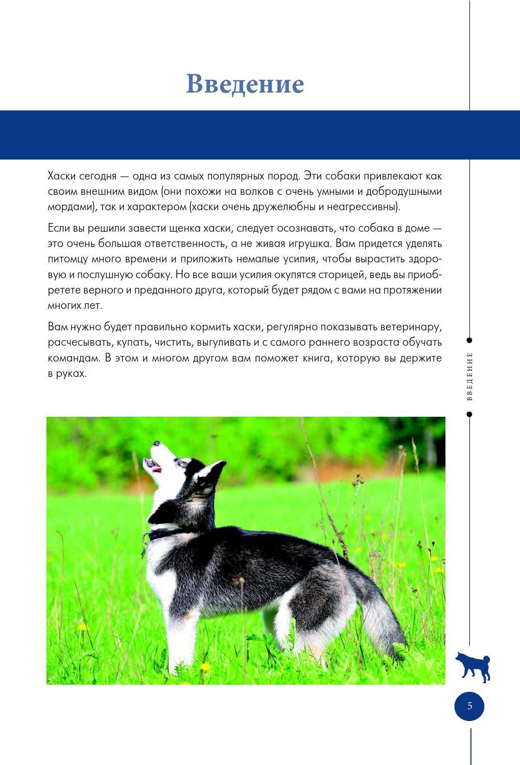 Сибирский хаски описание, плюсы и минусы, выбор щенка, питомники.