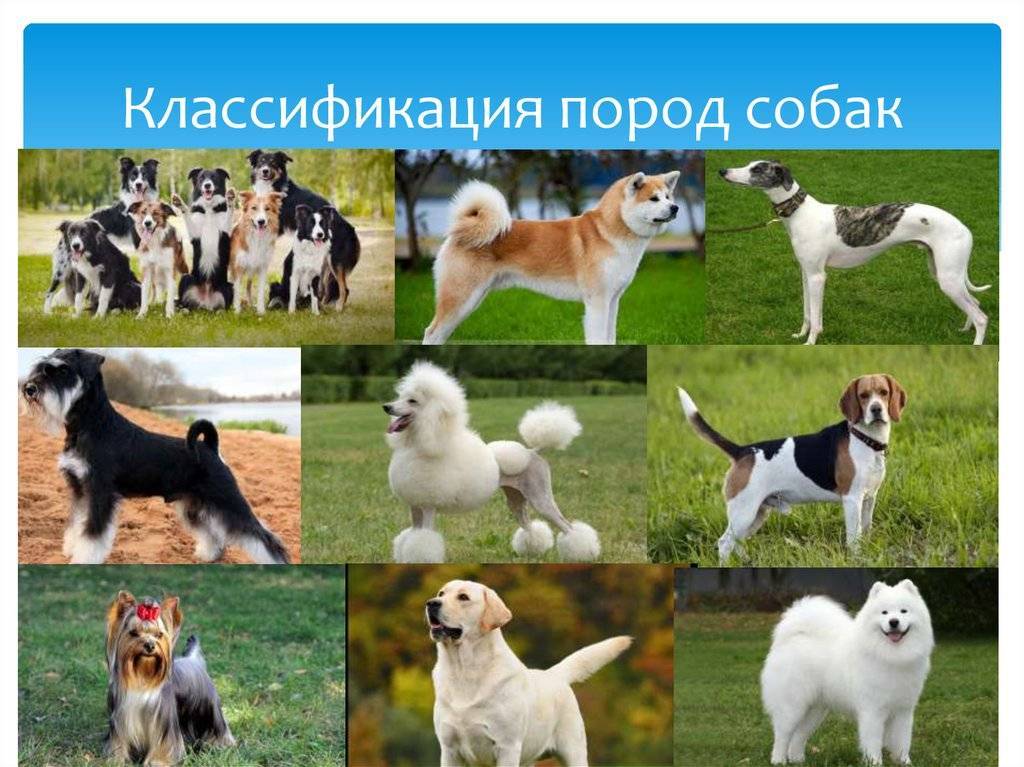 Модель стандарта fci | документы и акты | povodok.by - журнал о собаках