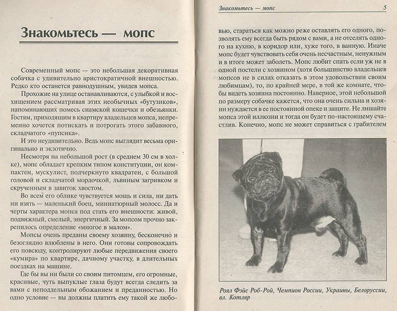 Породы собак, похожие на мопсов
