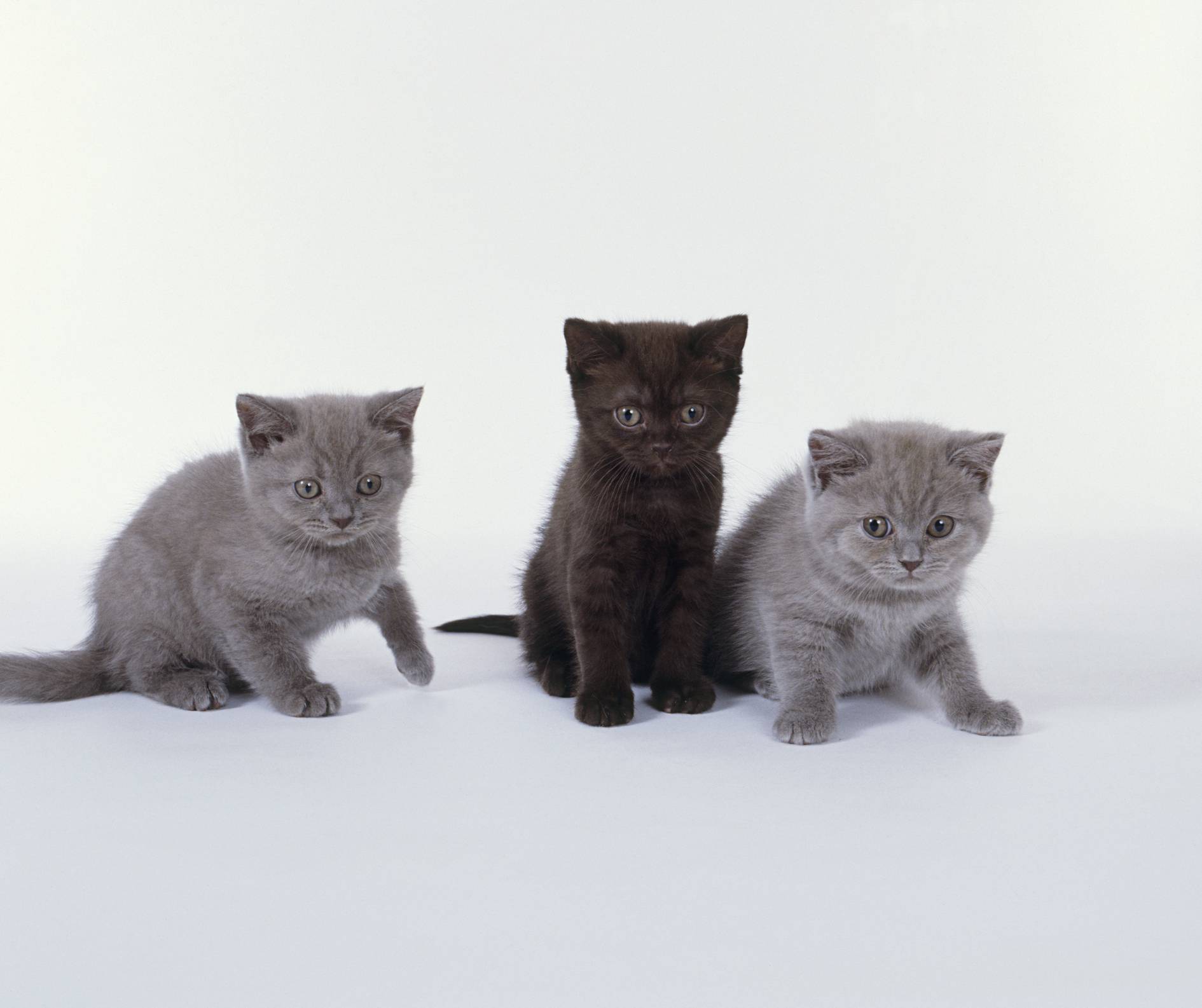Кастрация, течка, вязка, беременность британских кошек