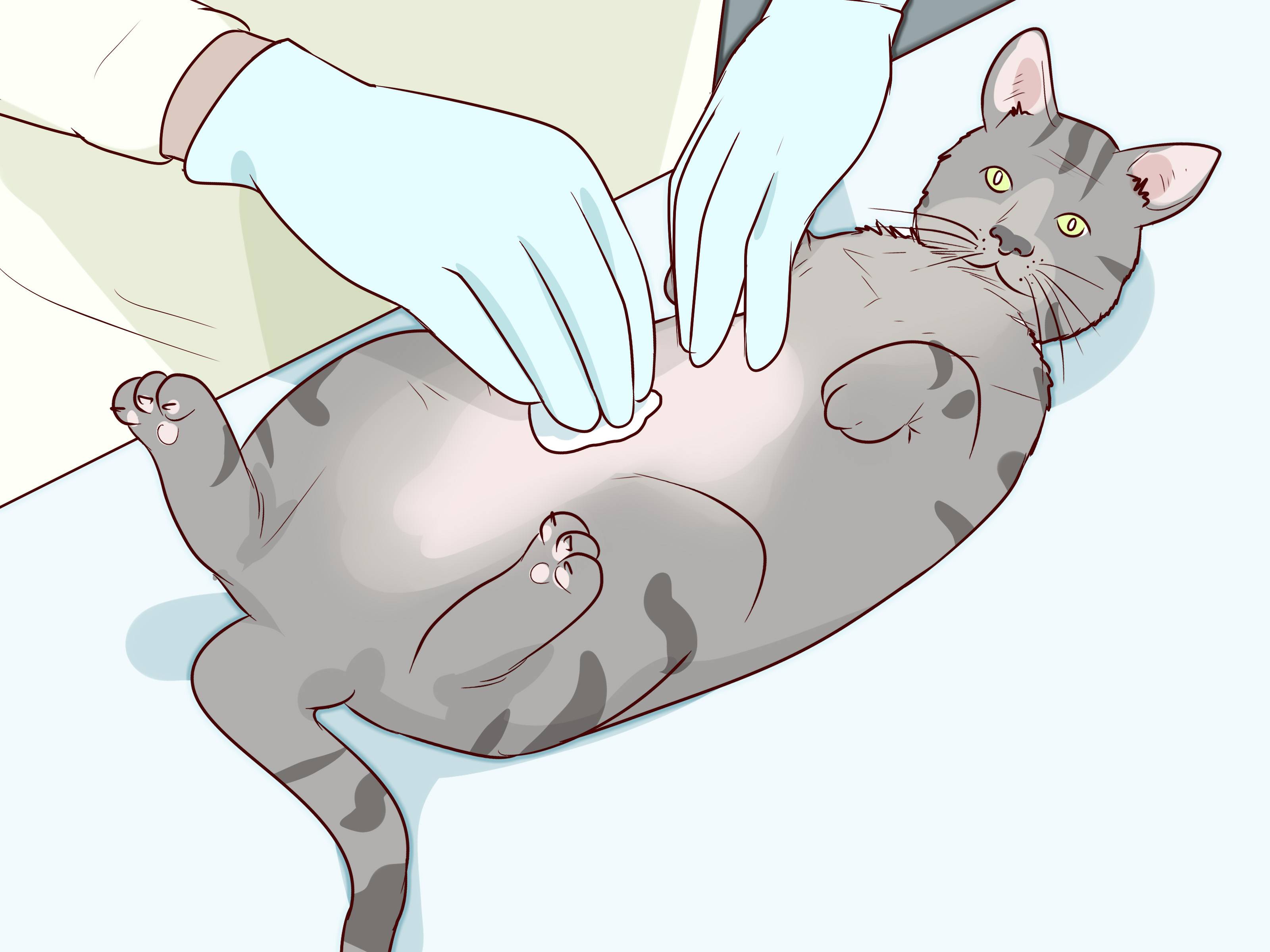 Матка и яичники кошки. Кесарево сечение у кошек.