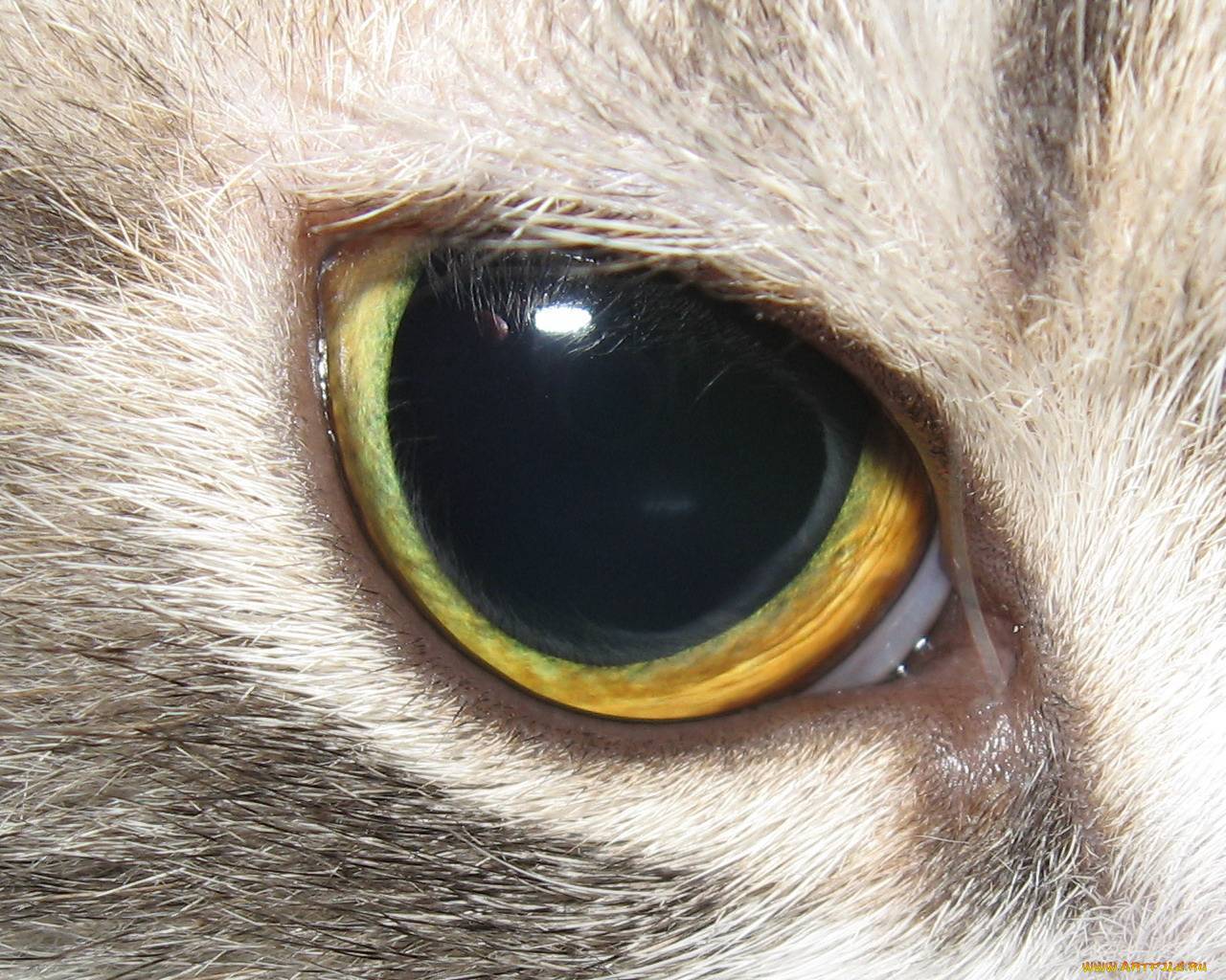 Сделать глаза кошке. Зрачок кошки. Глаза кошки. Кошачий глаз. Кошачий глаз зрачок.
