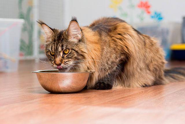 Корм для мейн-кунов: рейтинг сухих продуктов для котят и взрослых кошек разного класса