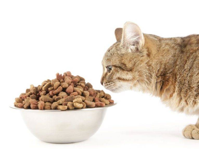 Можно ли кормить кота или кошку только сухим кормом?