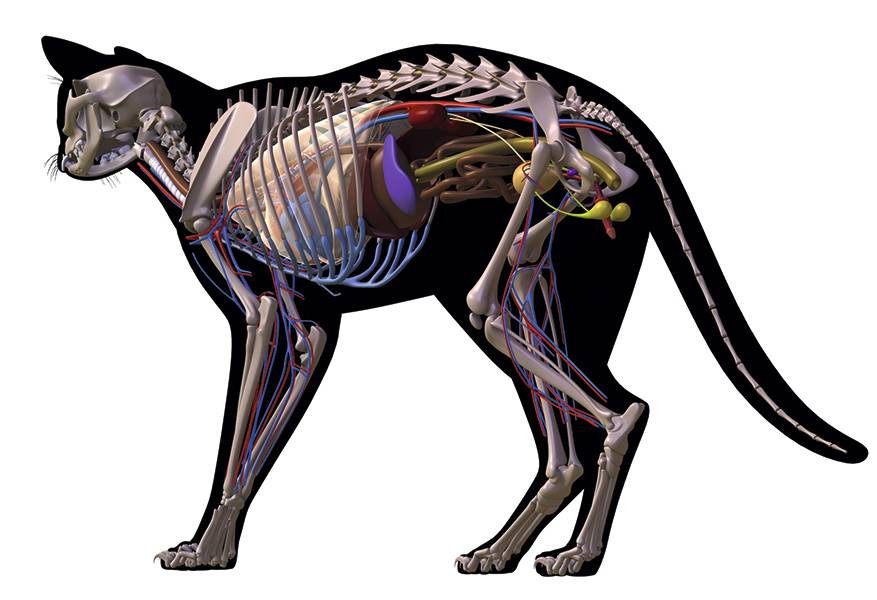 Подробное описание скелета кошек: анатомические особенности строения