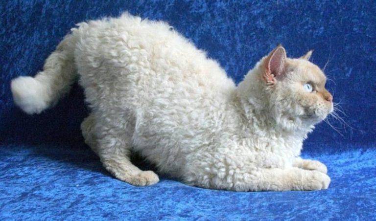Какие бывают породы кудрявых кошек? - zhivomag