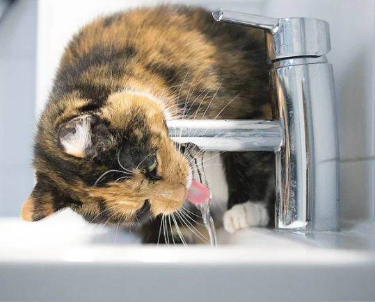 Почему домашний кот не пьет воду опасно ли это