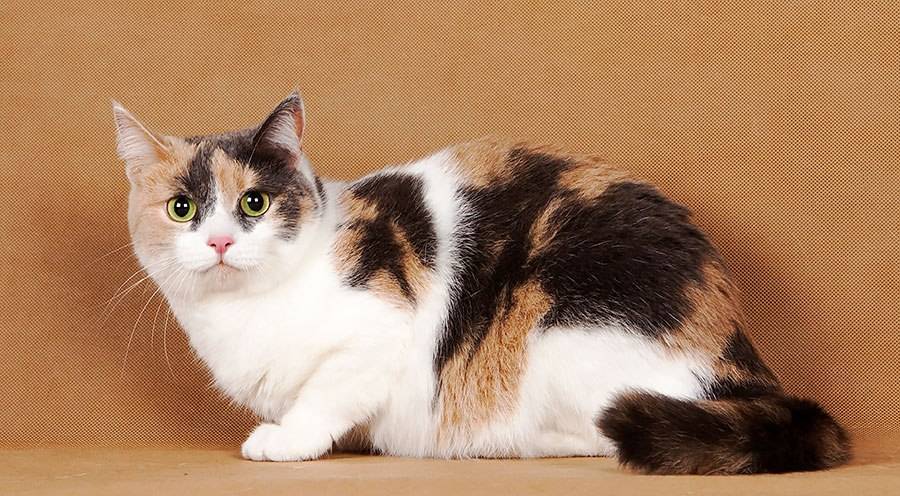 Гладкошерстные кошки | список пород с фото и названиями