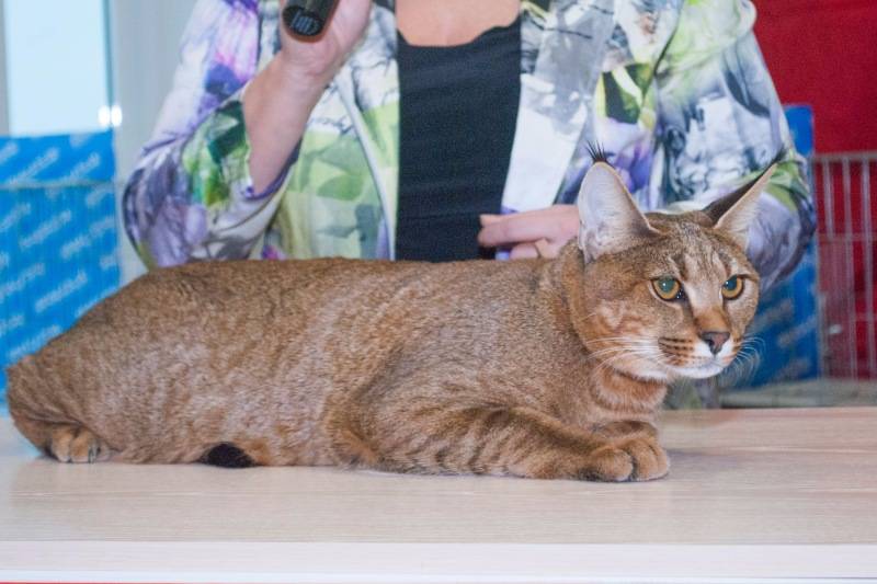 Корат – редкая порода кошек из таиланда