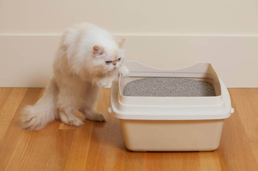 Кошка не ест и не пьет долгое время: основные причины отказа от воды и еды