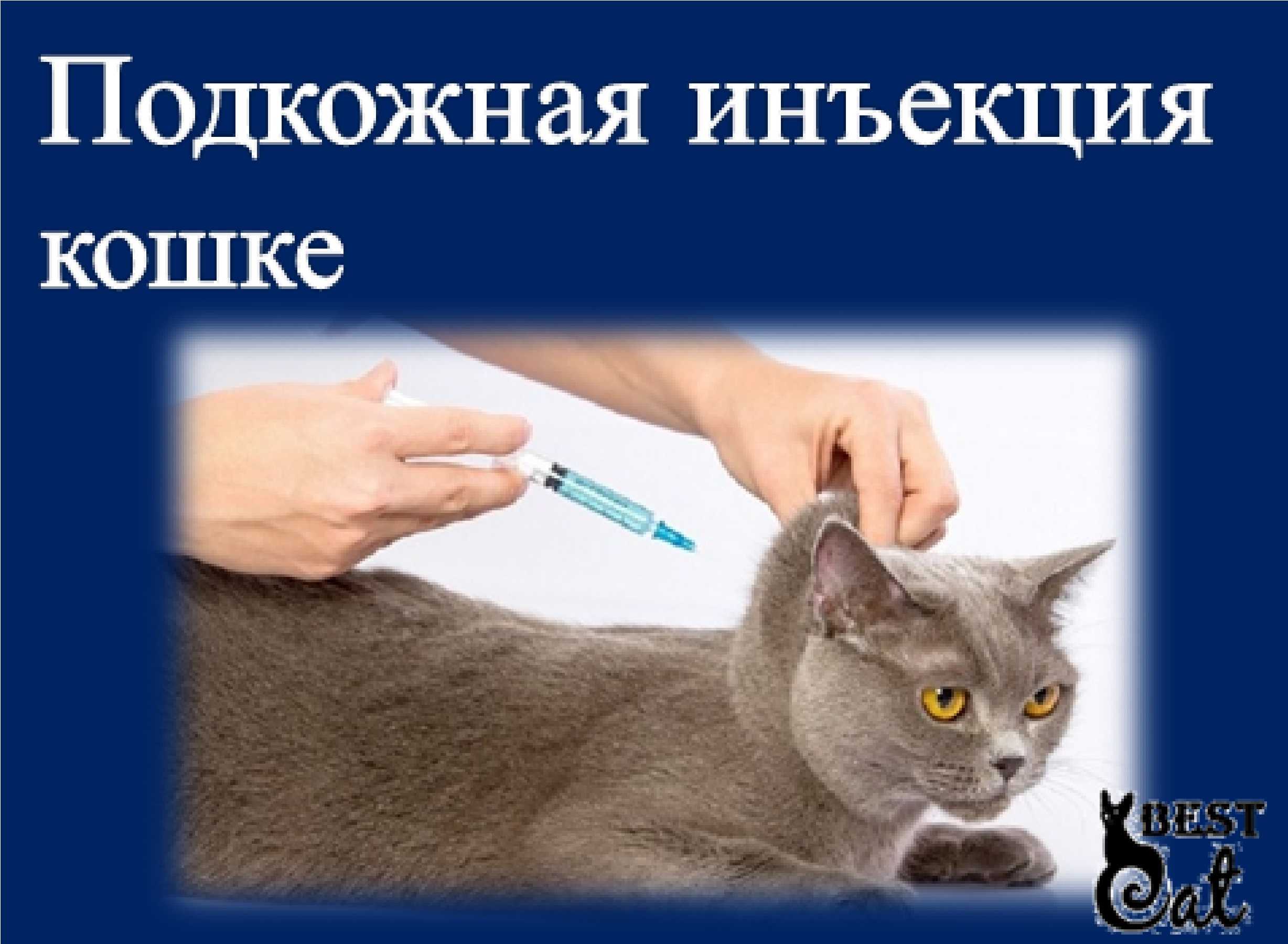 Прививки для кошек: от каких болезней, когда делать, таблица, вакцины