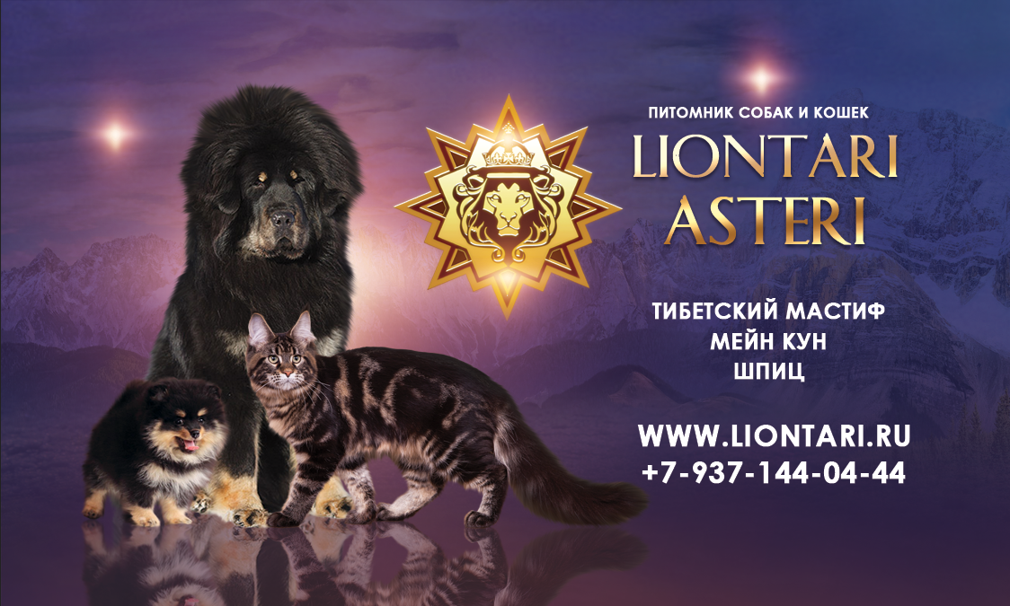 Все питомники кошек и собак в россии: описания, отзывы, контакты