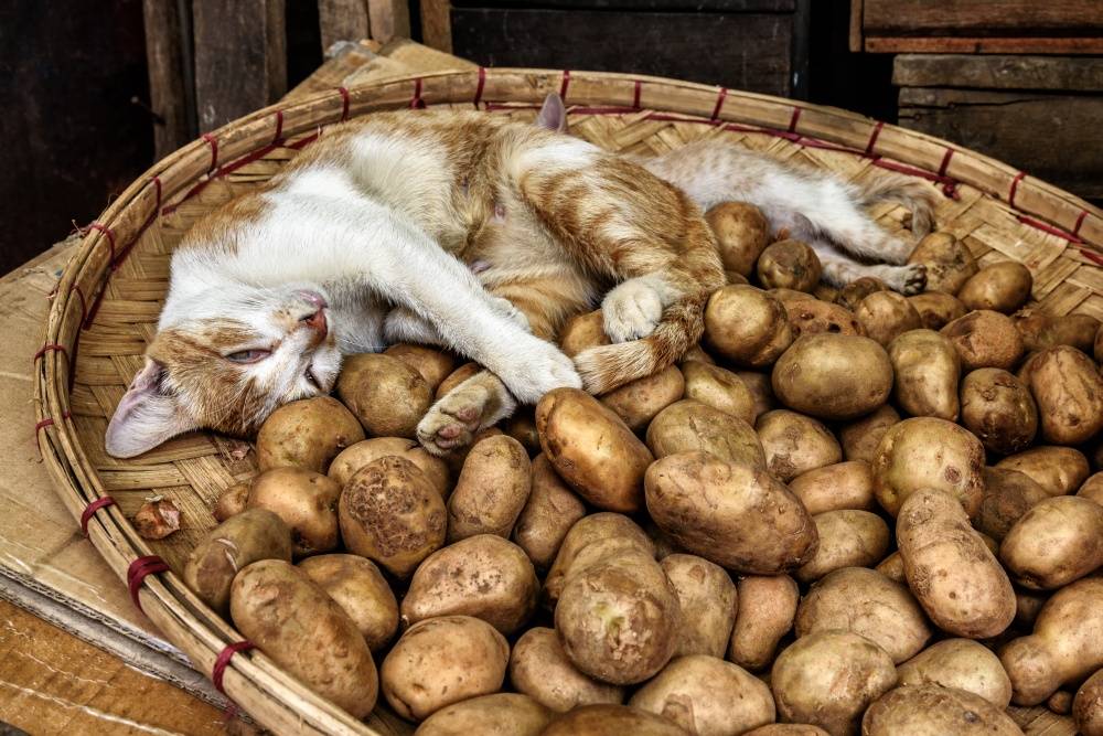 ᐉ можно ли коту давать картошку – как составить рацион - roza-zanoza.ru