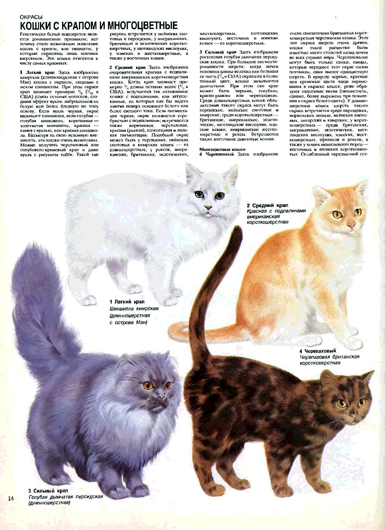 Топ-20 самых редких пород кошек в мире: цены на котят и особенности пород