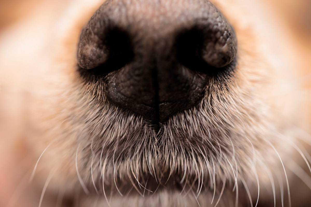 Сухой нос у собаки
сухой нос у собаки