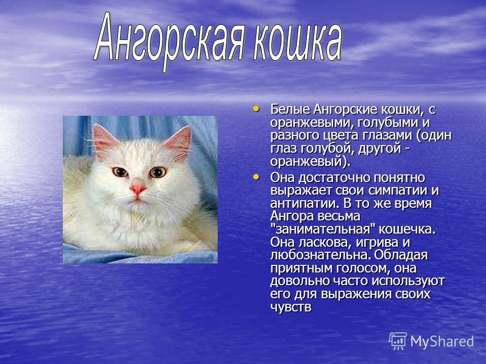 Турецкая ангора (ангорская кошка): фото, описание, окрас, характер, стандарт породы
