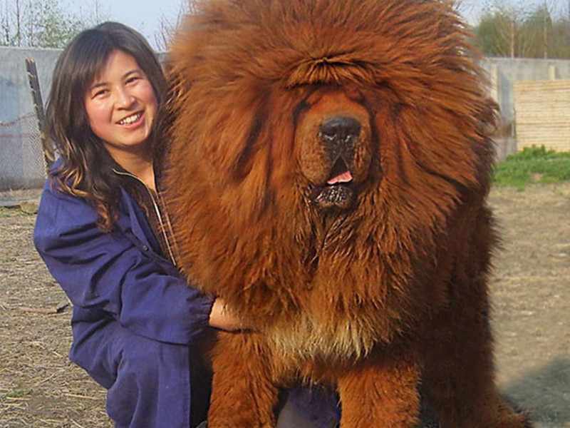 Собаки гиганты: какие породы собак самые крупные, перечень с описанием