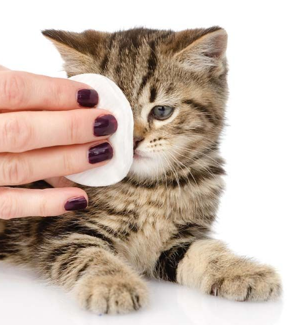 Чистим ушки кошке правильно! топ 8 средств для чистки ушей и секреты проведения процедуры!