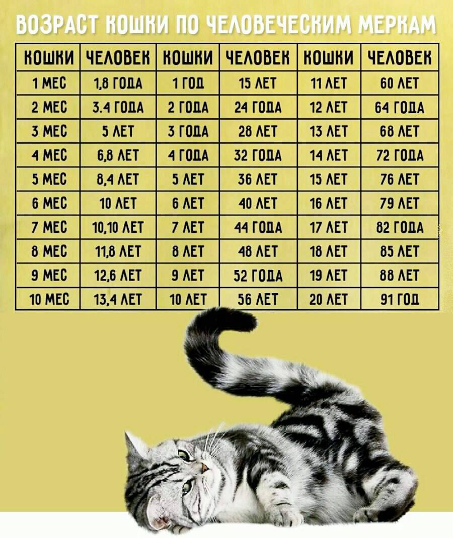Сколько в живут кошки в домашних условиях: определение возраста