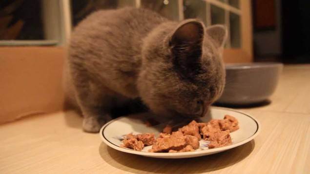 Чем кормить британского котенка?