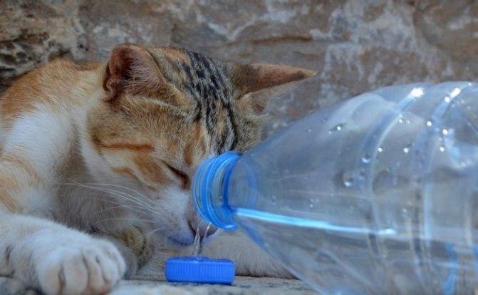Сколько воды пьют кошки