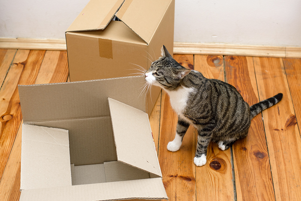 Как перевезти кошку в новую квартиру