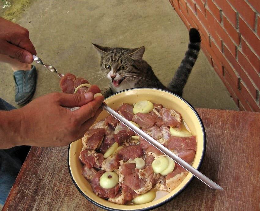 Можно ли кошке давать сырое мясо?