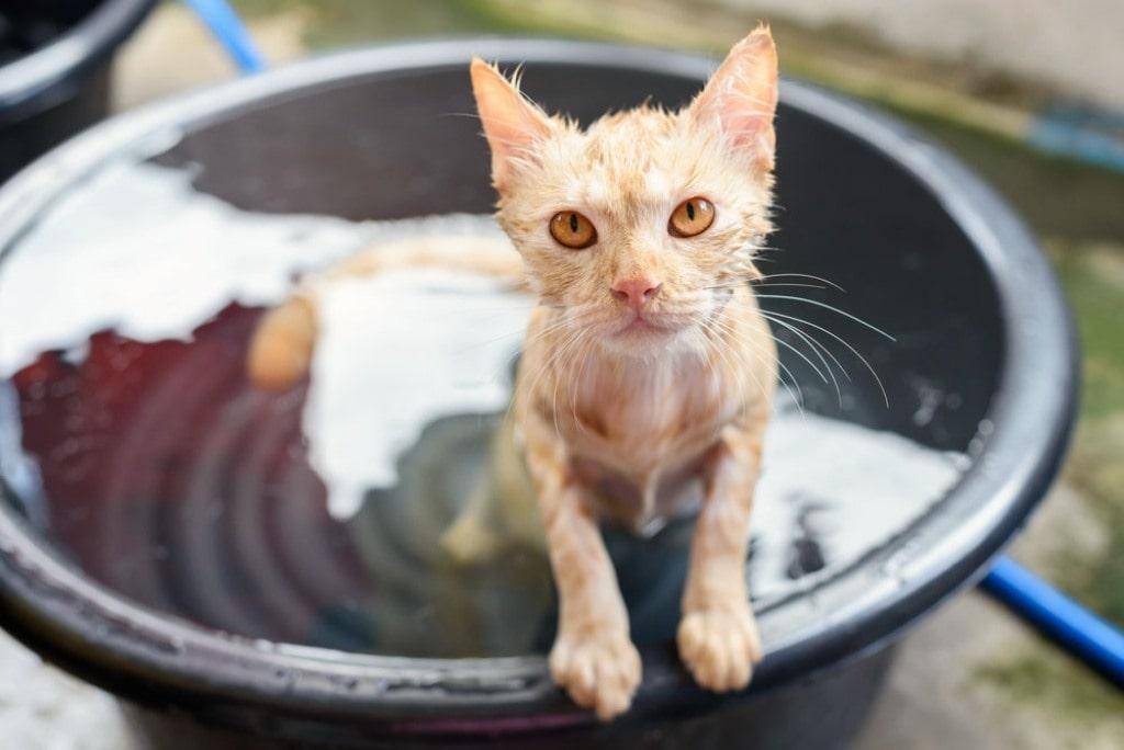 Мытые коты. Кошка в тазике. Ёшка в тазике. Купание кошки. Котик в тазике с водой.