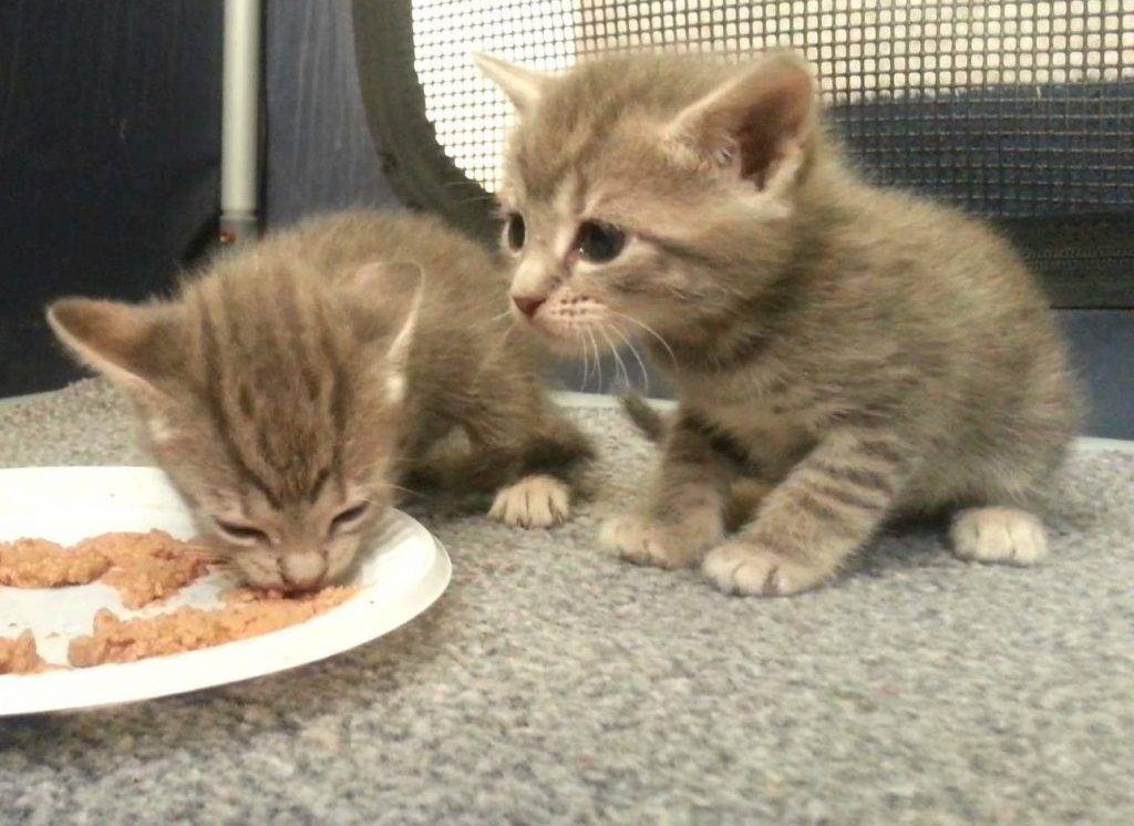 Чем кормить котенка в 1 месяц без кошки: смеси, корма