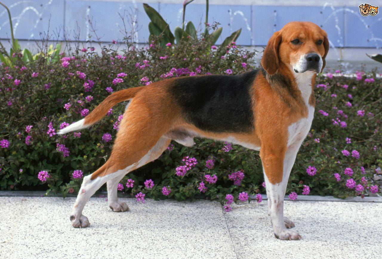 Порода собак бигль: 63 фото , видео и описание.