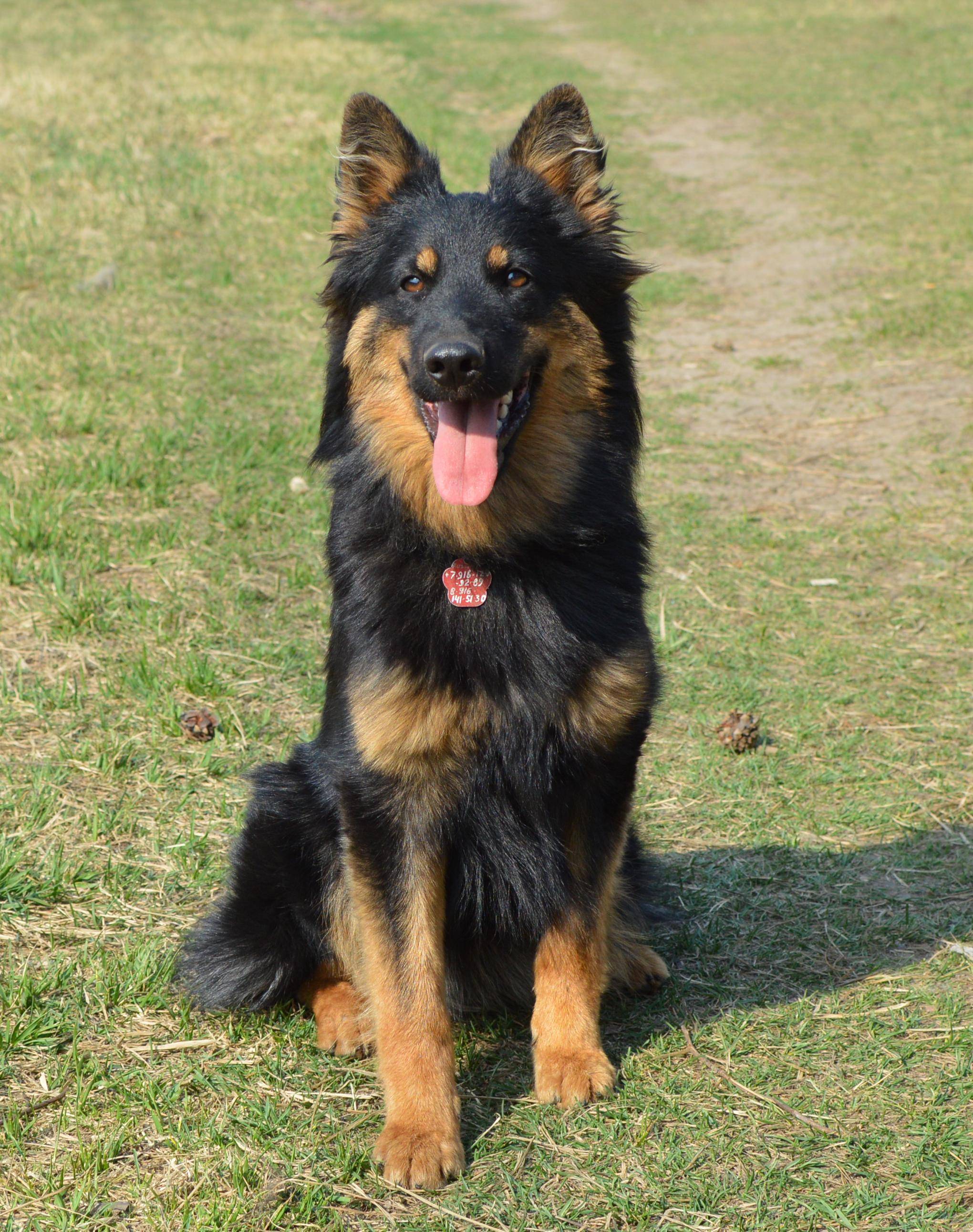 Чешская пастушья собака — описание породы, уход, характер (с фото) | все о собаках