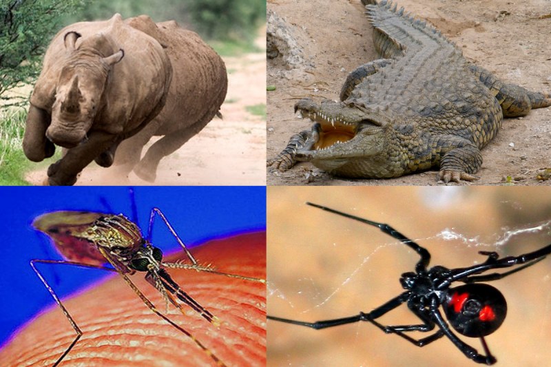 Самые опасные животные в мире по состоянию на 2020 год